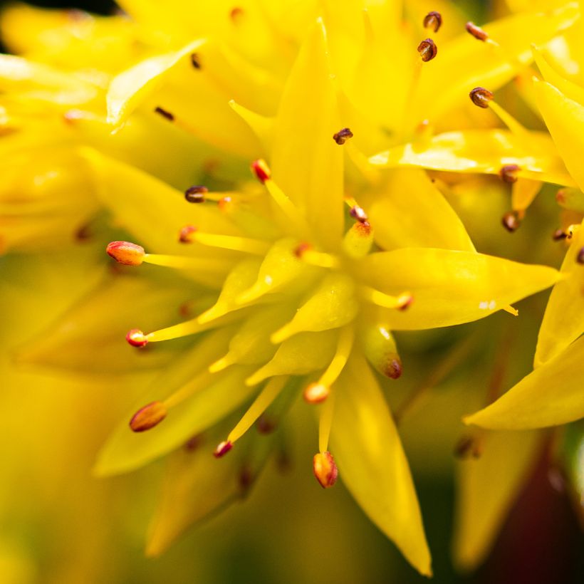 Sedum kamtschaticum Weihenstephaner Gold - Sedun (Floración)