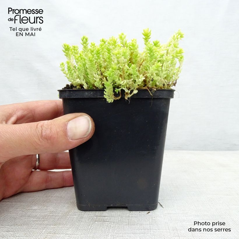 Sedum acre Yellow Queen - Sedo Maceta de 8/9 cm Ejemplar entregado en la primavera
