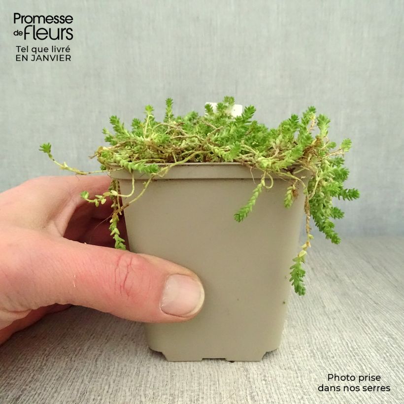 Sedum acre Yellow Queen - Sedo Maceta de 8/9 cm Ejemplar entregado en invierno