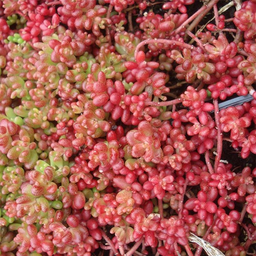 Sedum album Coral Carpet - Uva de gato (Floración)