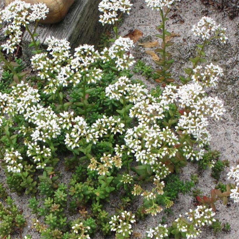 Sedum album Coral Carpet - Uva de gato (Porte)