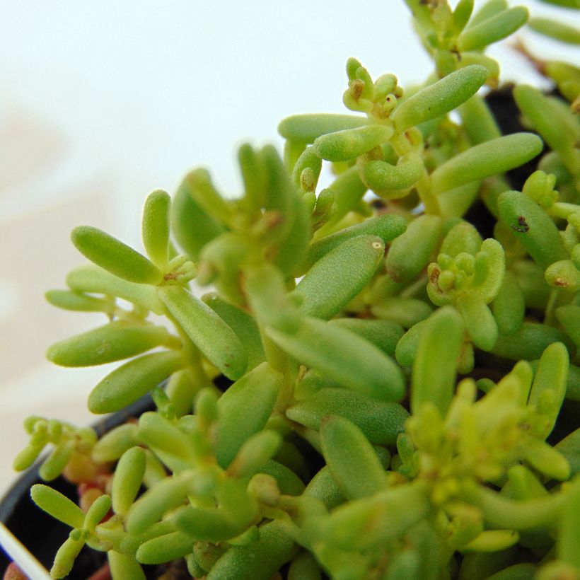 Sedum album Coral Carpet - Uva de gato (Follaje)