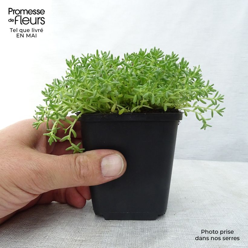 Sedum album Coral Carpet - Uva de gato Maceta de 8/9 cm Ejemplar entregado en la primavera