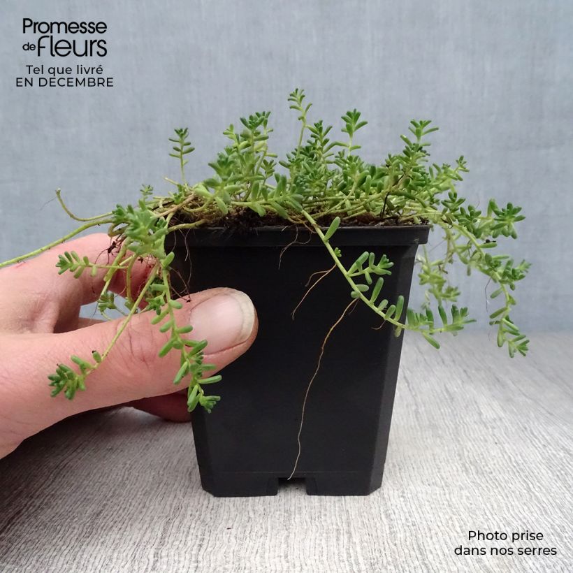 Sedum album Coral Carpet - Uva de gato Maceta de 8/9 cm Ejemplar entregado en invierno