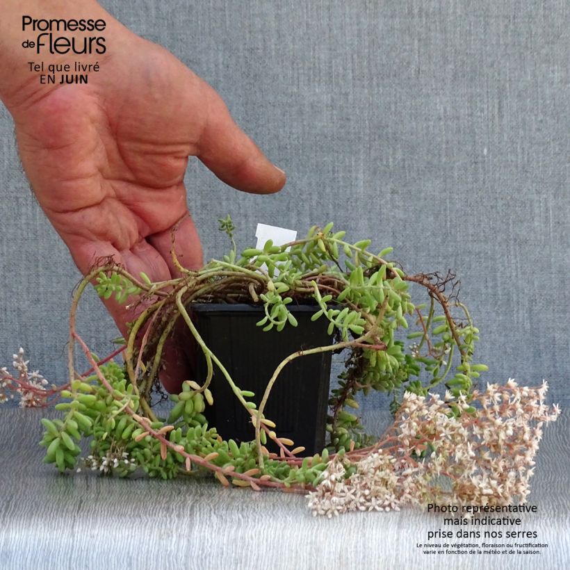 Ejemplar de Sedum album var. murale - Uva de gato Maceta de 8/9 cm entregado en verano