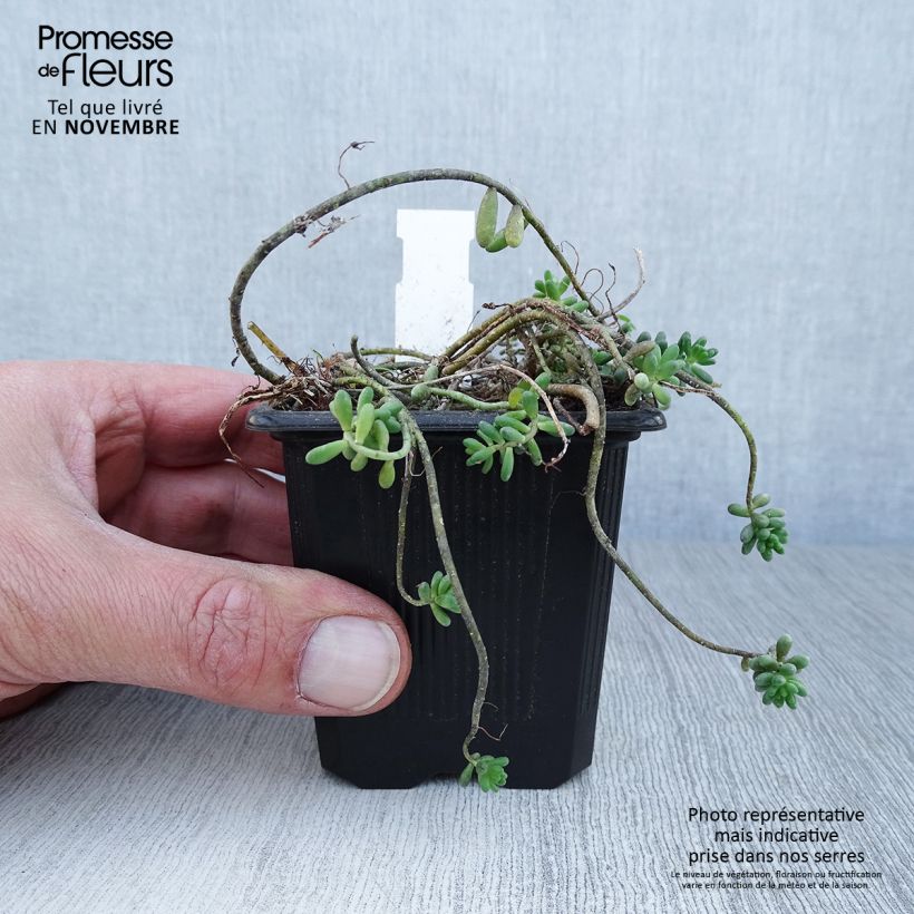 Ejemplar de Sedum album var. murale - Uva de gato Maceta de 8/9 cm entregado en otoño