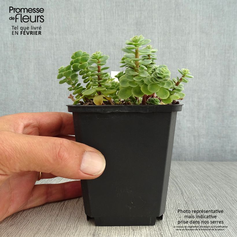 Ejemplar de Sedum anacampseros - Sedo Maceta de 8/9 cm entregado en otoño