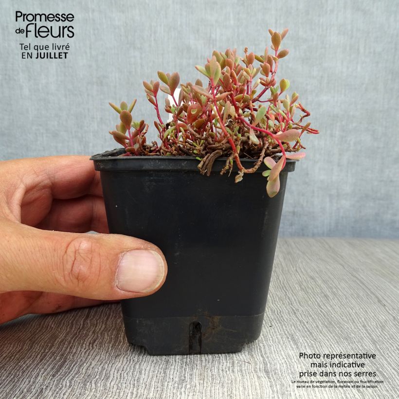 Ejemplar de Sedum cauticola Lidakense Maceta de 8/9 cm entregado en verano