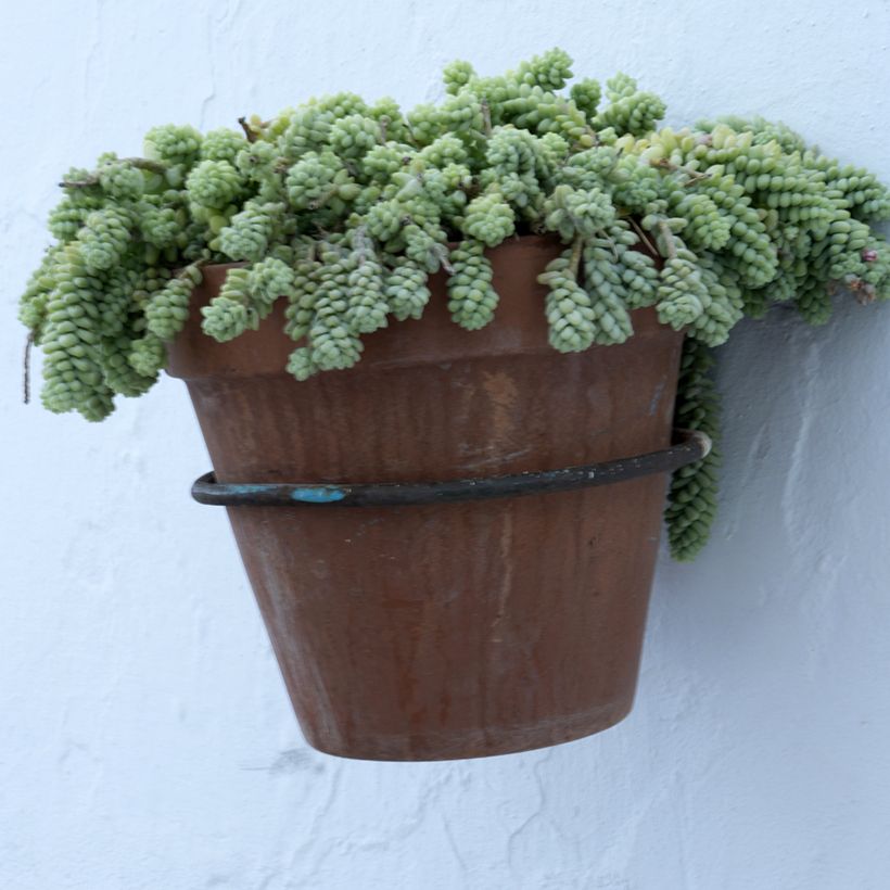 Sedum dasyphyllum (Porte)