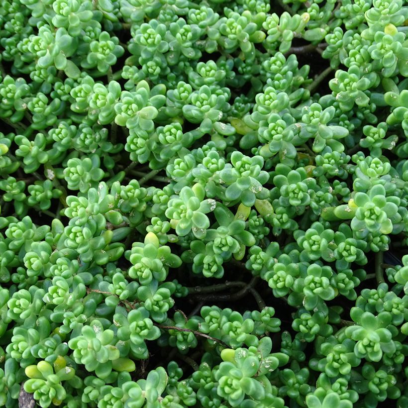 Sedum divergens (Follaje)
