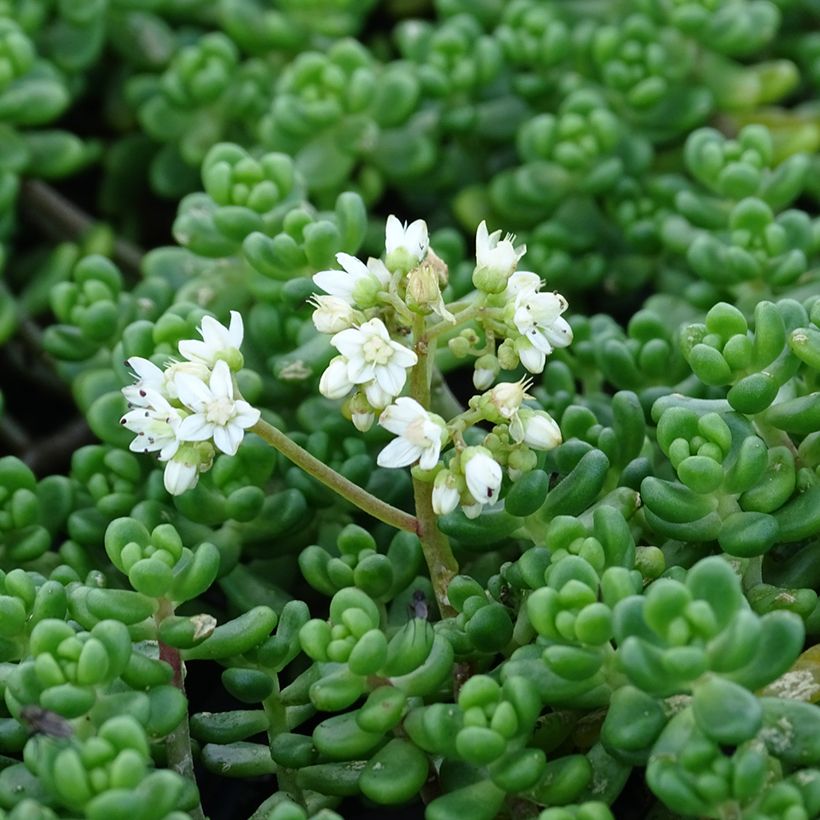 Sedum divergens (Floración)