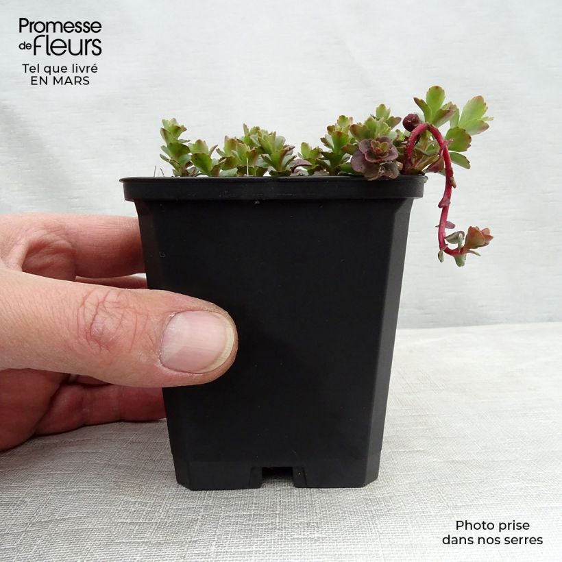 Sedum kamtchaticum - Sedun Maceta de 8/9 cm Ejemplar entregado en invierno