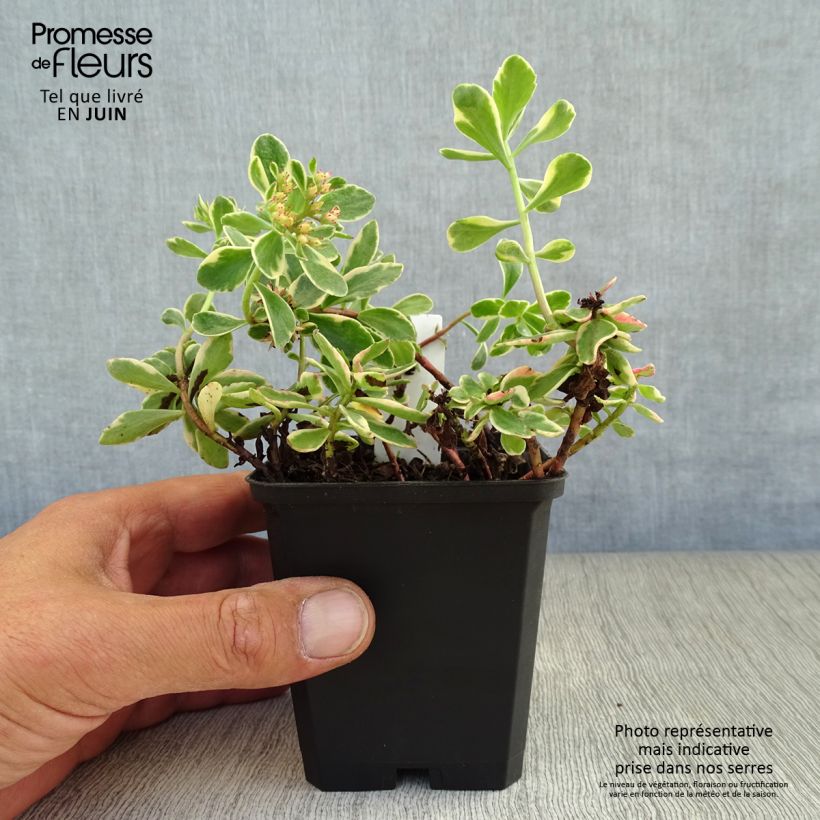 Ejemplar de Sedum kamtchaticum Variegatum - Sedun Maceta de 8/9 cm entregado en verano