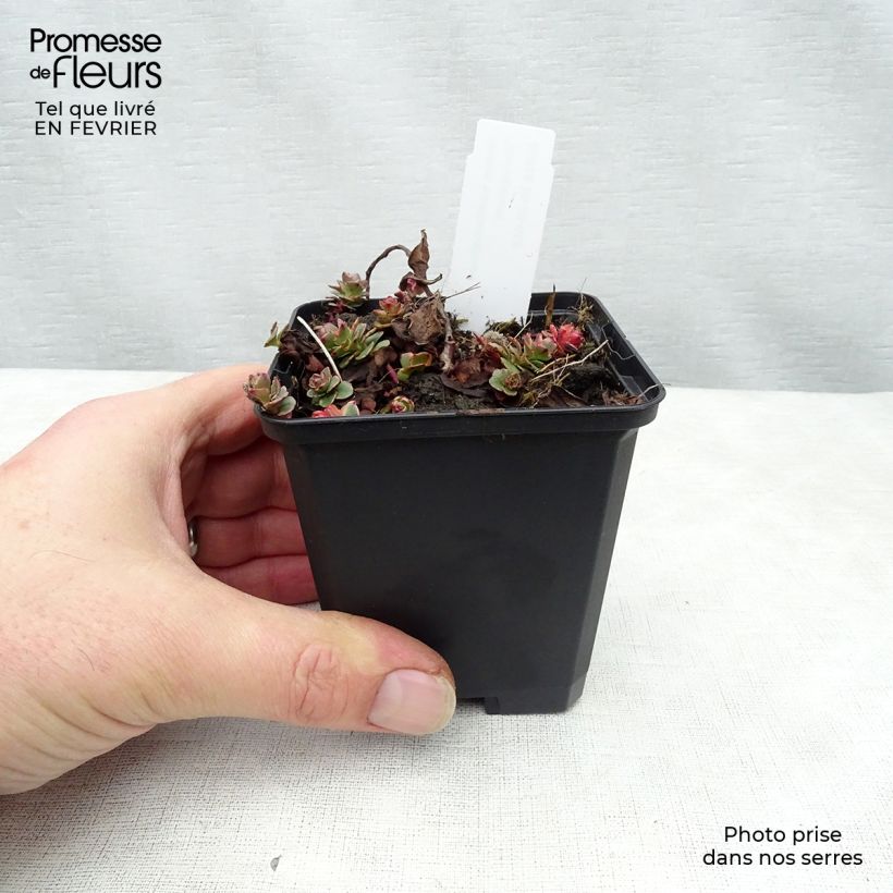 Sedum kamtchaticum Variegatum - Sedun Maceta de 8/9 cm Ejemplar entregado en invierno