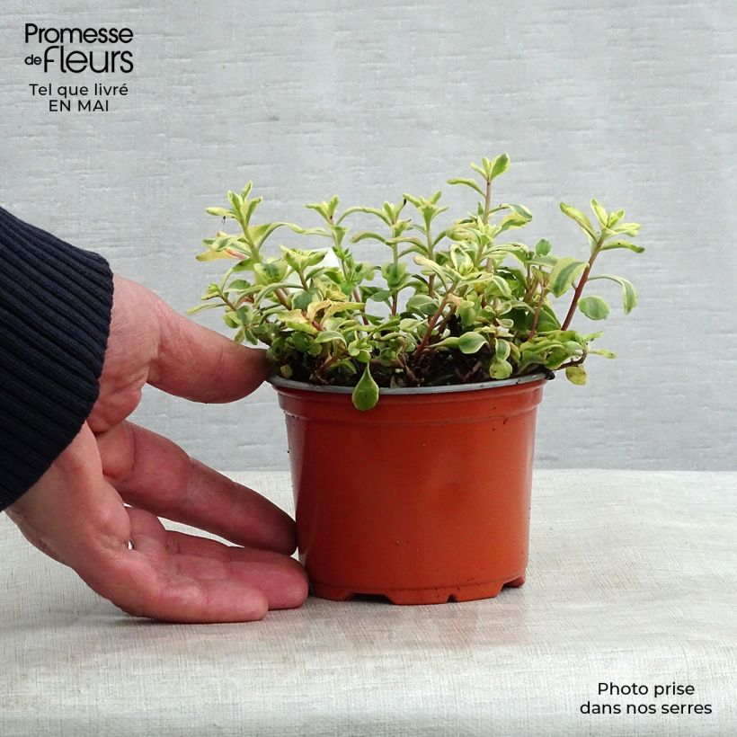 Sedum kamtchaticum Variegatum - Sedun Maceta de 8/9 cm Ejemplar entregado en la primavera