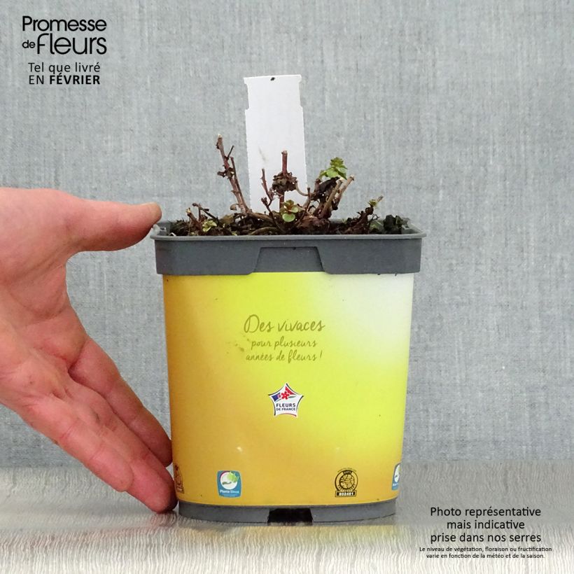 Sedum kamtchaticum Variegatum - Sedun Maceta 2L/3L Ejemplar entregado en invierno