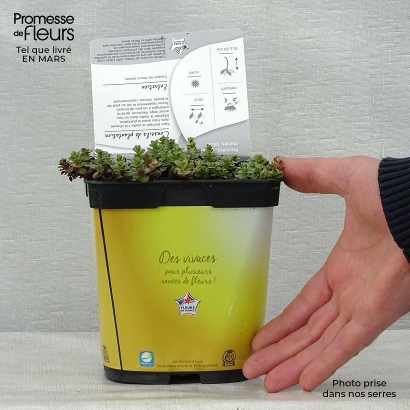 Sedum kamtchaticum Variegatum - Sedun Maceta 2L/3L Ejemplar entregado en la primavera