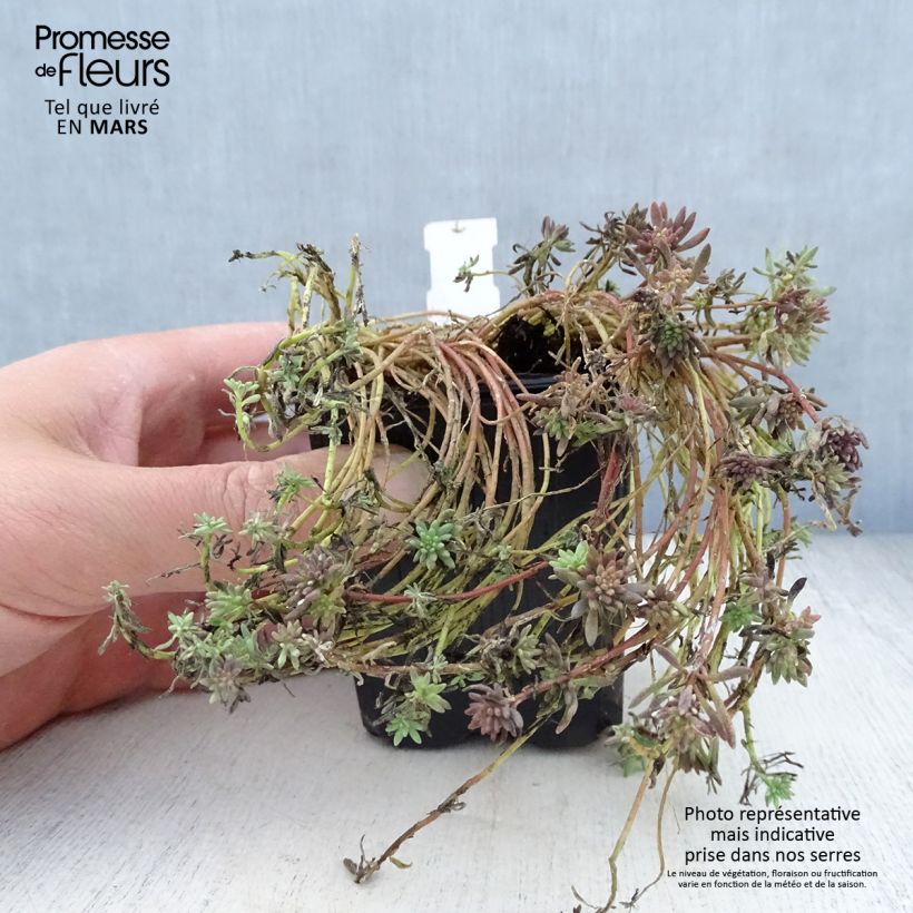 Sedum lydium Glaucum Maceta de 8/9 cm Ejemplar entregado en la primavera