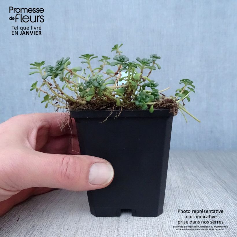 Sedum oreganum Maceta de 8/9 cm Ejemplar entregado en invierno