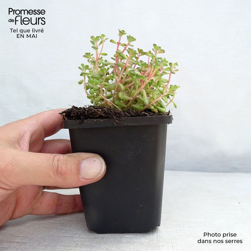 Sedum oreganum Maceta de 8/9 cm Ejemplar entregado en la primavera