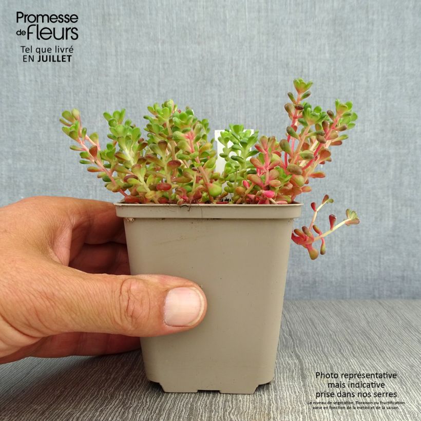 Ejemplar de Sedum oreganum Maceta de 8/9 cm entregado en verano