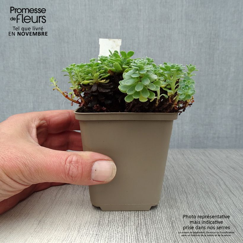 Ejemplar de Sedum pachyclados Maceta de 8/9 cm entregado en otoño