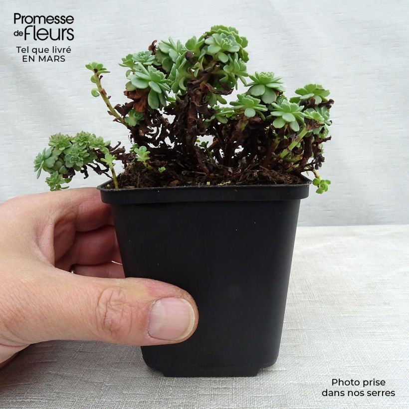 Sedum pachyclados Maceta de 8/9 cm Ejemplar entregado en la primavera