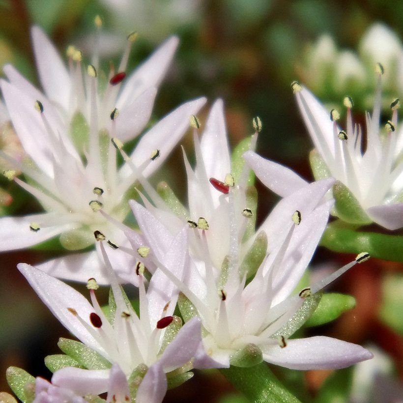 Sedum pulchellum (Floración)