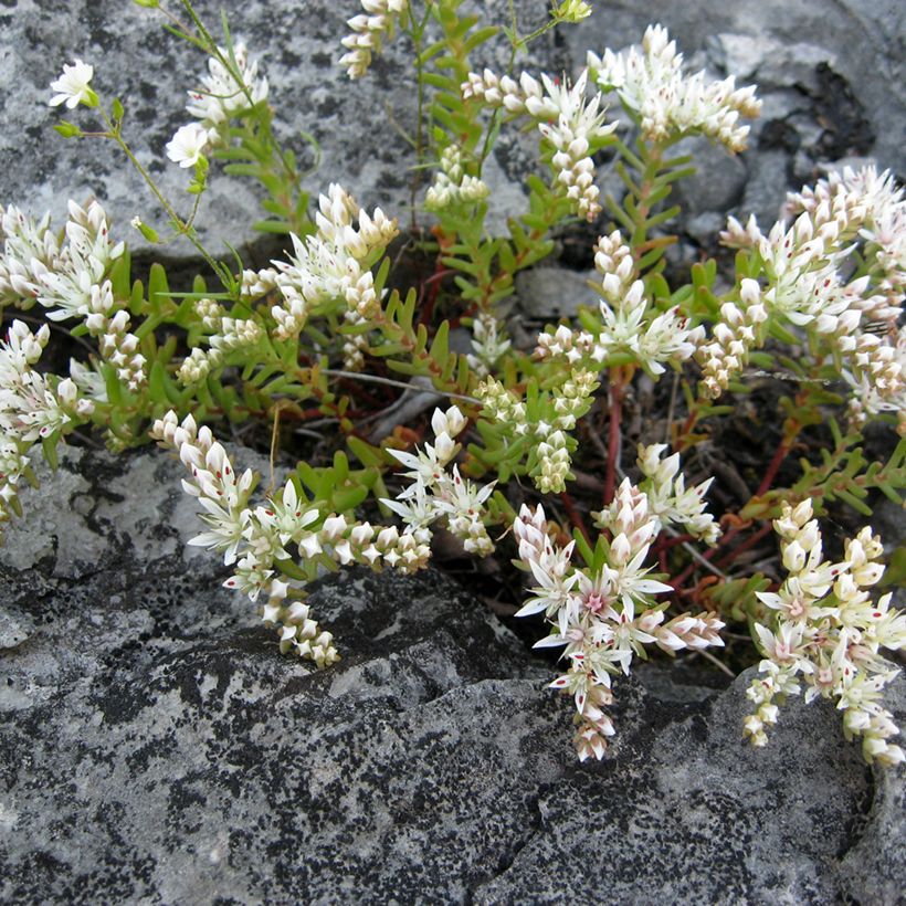 Sedum pulchellum (Porte)