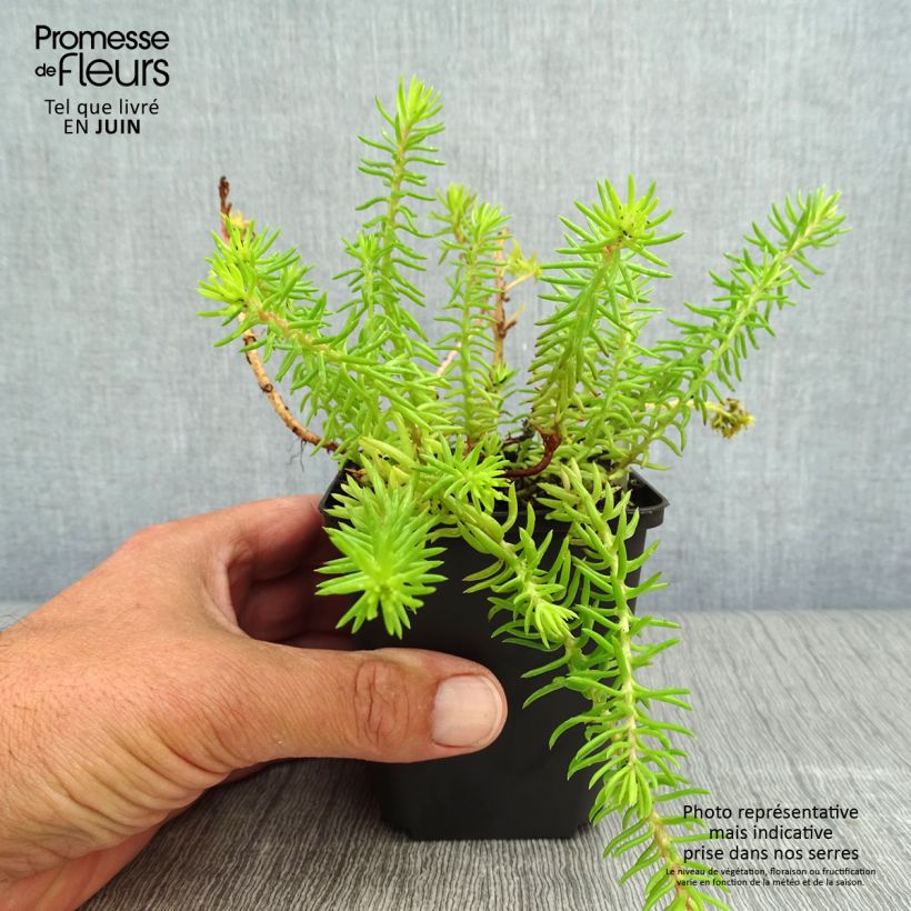 Ejemplar de Sedum reflexum Angelina - Uña de gato Maceta de 8/9 cm entregado en verano