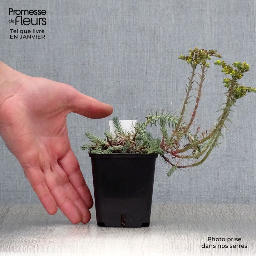 Sedum reflexum Blue Spruce - Uña de gato Maceta de 8/9 cm Ejemplar entregado en invierno