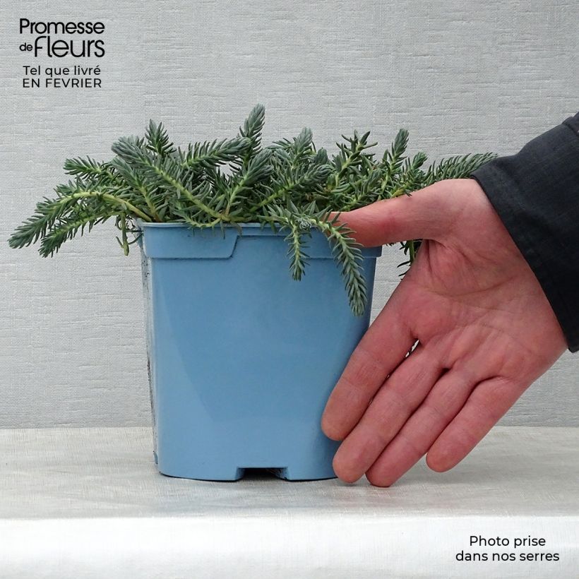 Sedum reflexum Blue Spruce - Uña de gato Maceta 2L/3L Ejemplar entregado en invierno