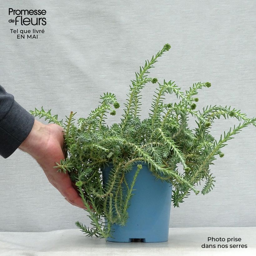 Sedum reflexum Blue Spruce - Uña de gato Maceta 2L/3L Ejemplar entregado en la primavera
