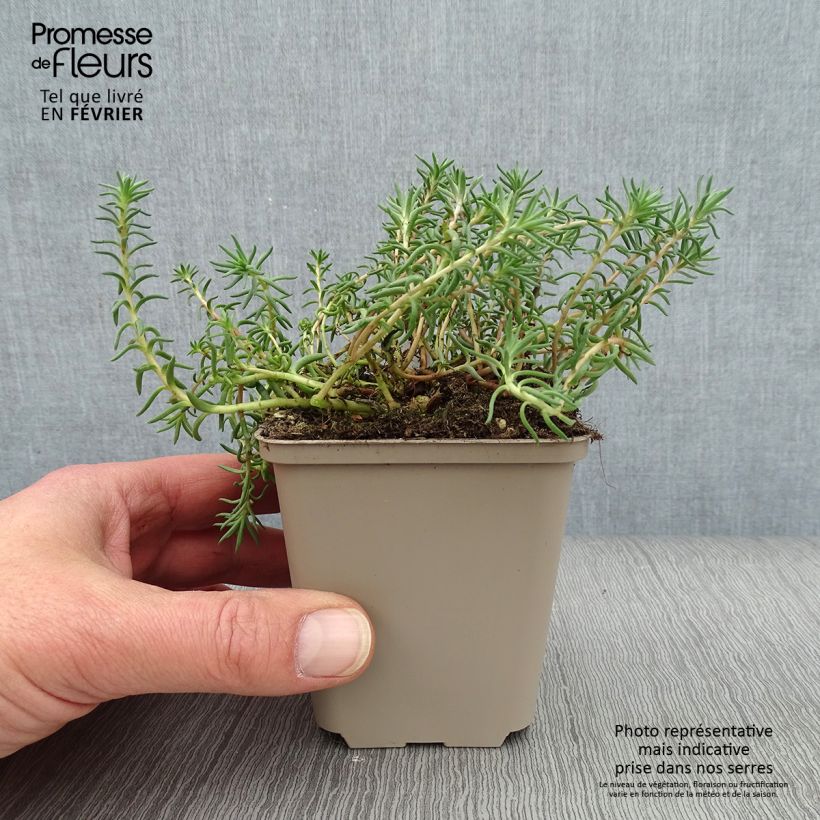 Sedum reflexum - Uña de gato Maceta de 8/9 cm Ejemplar entregado en invierno