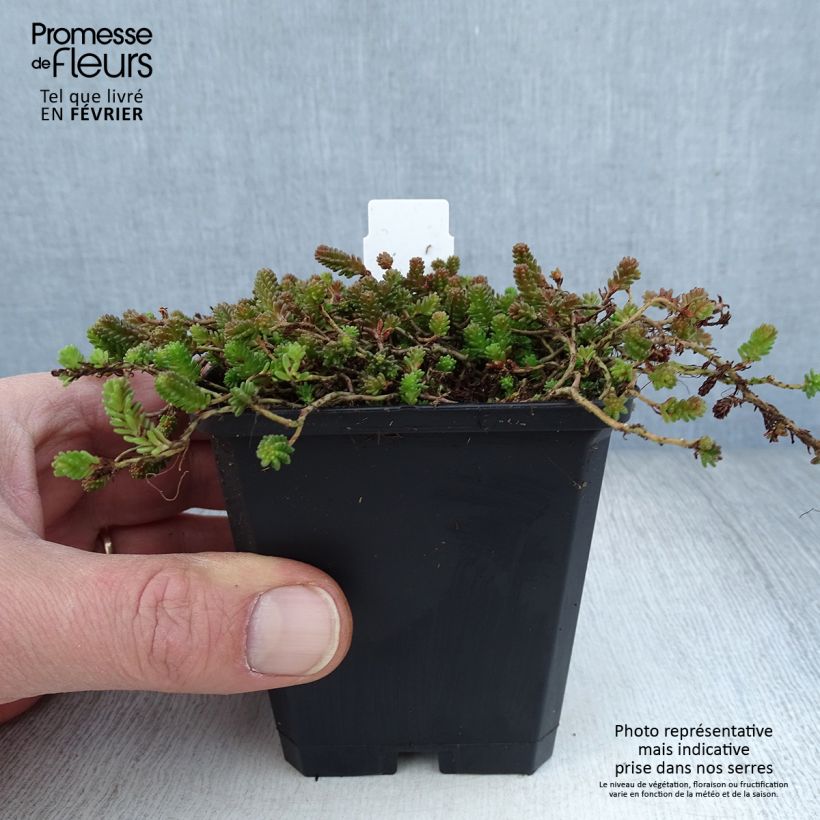 Sedum sexangulare Maceta de 8/9 cm Ejemplar entregado en invierno
