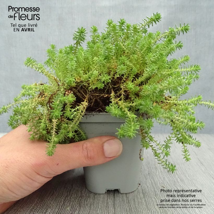 Sedum sexangulare Maceta de 8/9 cm Ejemplar entregado en la primavera