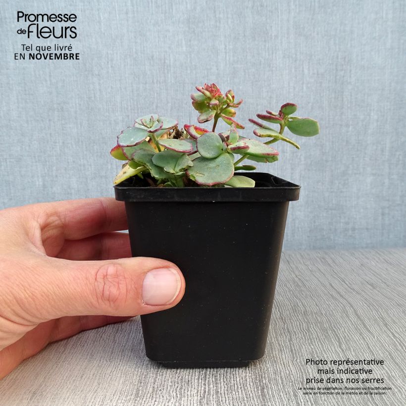 Ejemplar de Sedum sieboldii sieboldii Maceta de 8/9 cm entregado en otoño
