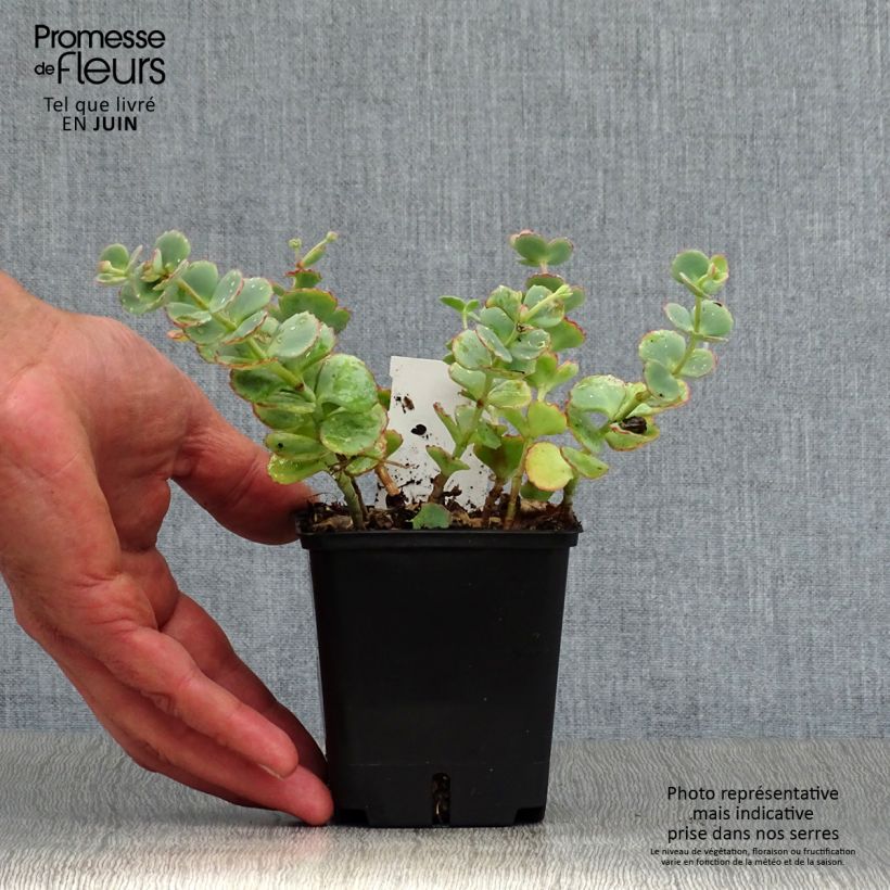 Ejemplar de Sedum sieboldii sieboldii Maceta de 8/9 cm entregado en verano