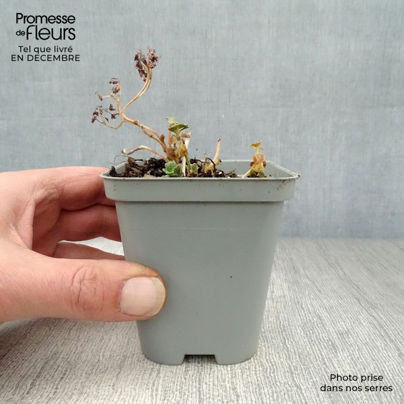 Sedum sieboldii sieboldii Maceta de 8/9 cm Ejemplar entregado en invierno