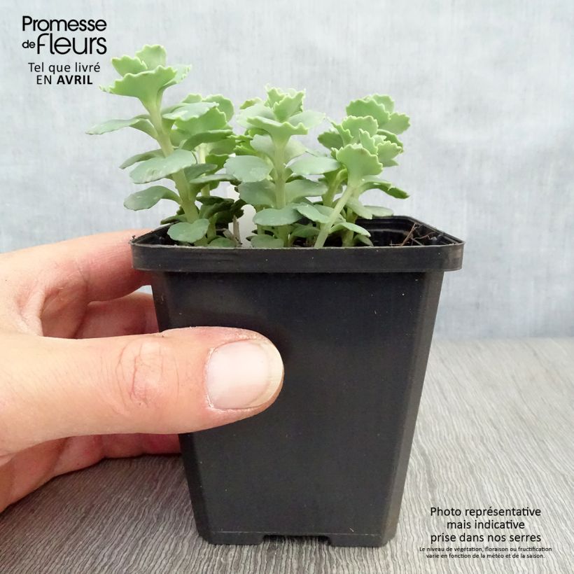 Sedum sieboldii sieboldii Maceta de 8/9 cm Ejemplar entregado en la primavera