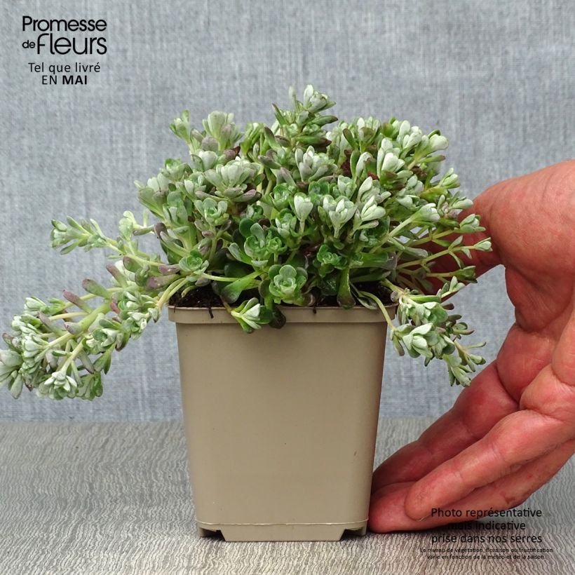 Sedum spathulifolium Cape Blanco Maceta de 8/9 cm Ejemplar entregado en la primavera