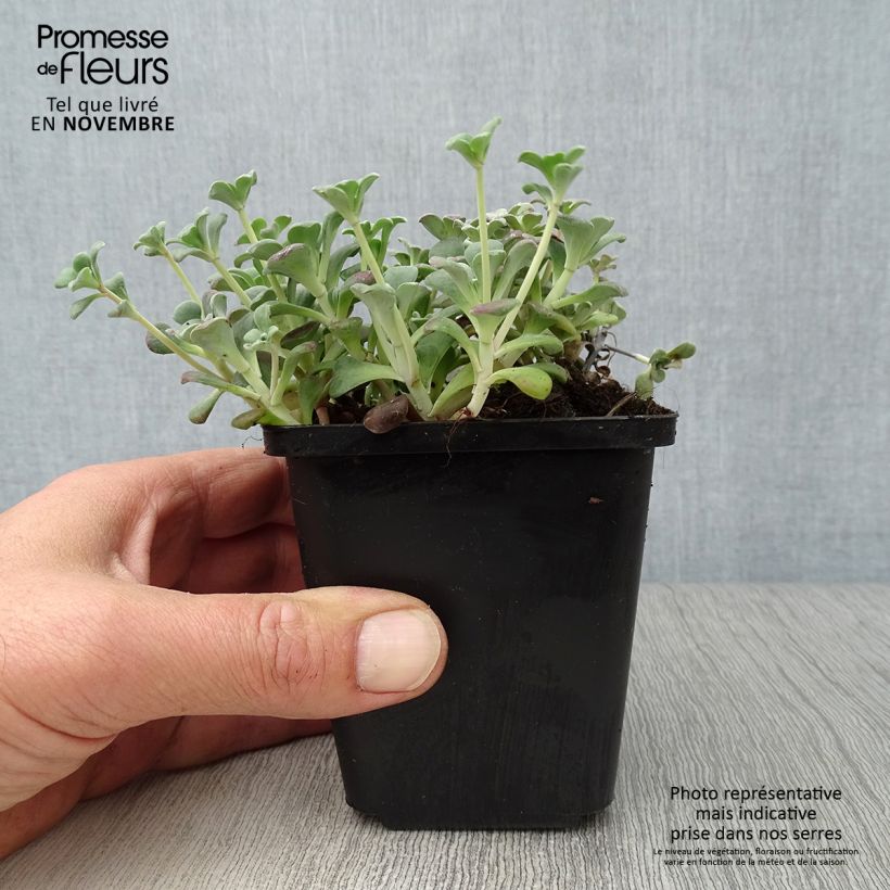 Ejemplar de Sedum spathulifolium Purpureum Maceta de 8/9 cm entregado en otoño