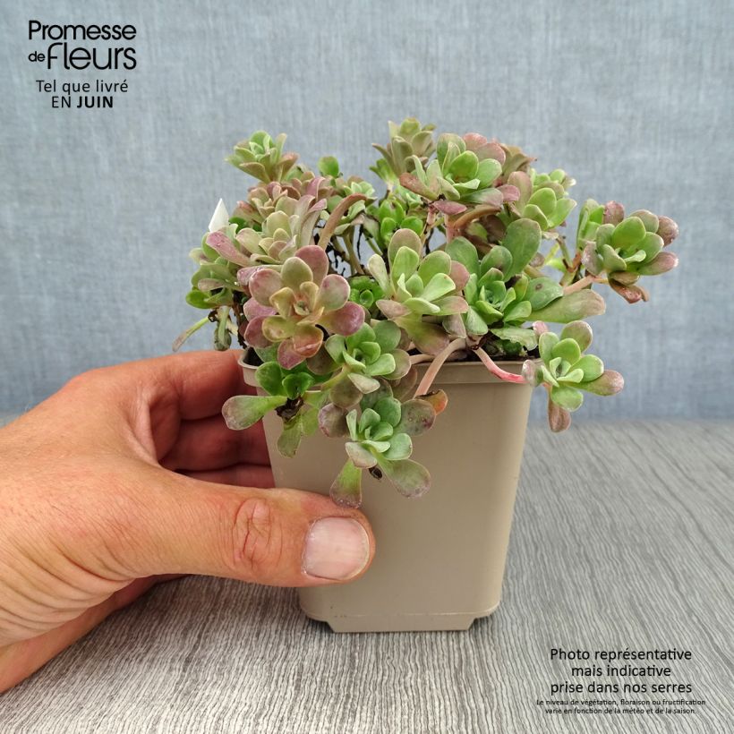 Ejemplar de Sedum spathulifolium Purpureum Maceta de 8/9 cm entregado en verano