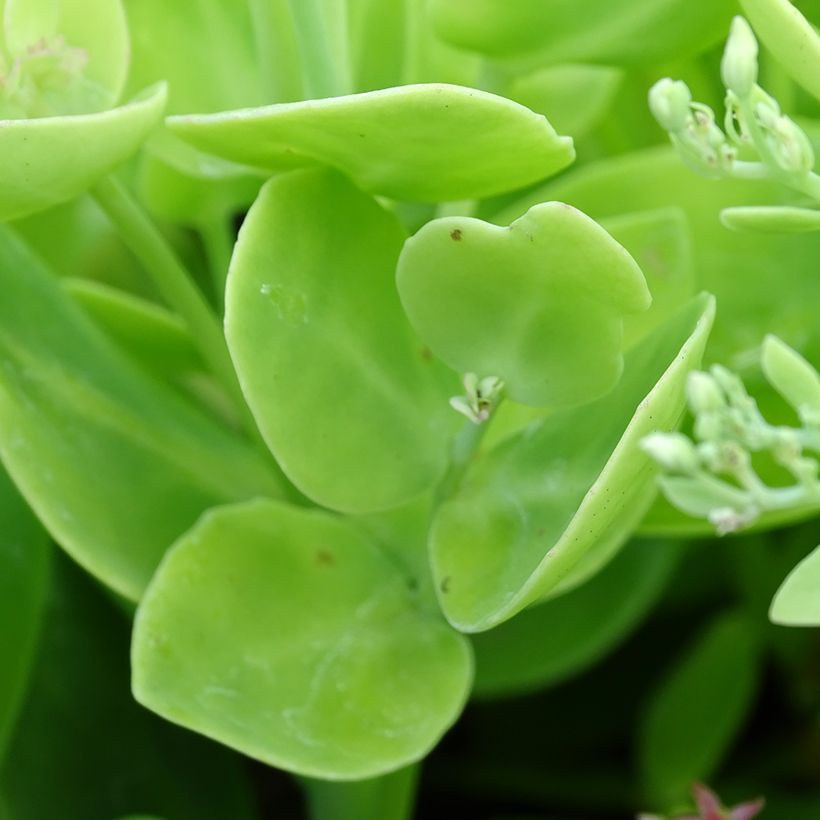 Sedum spectabile Brilliant - Telefío (Follaje)