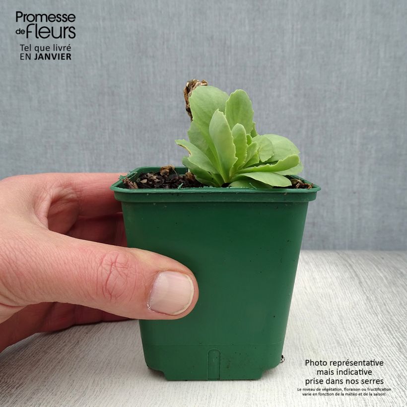 Sedum spectabile Brilliant - Telefío Maceta de 8/9 cm Ejemplar entregado en invierno