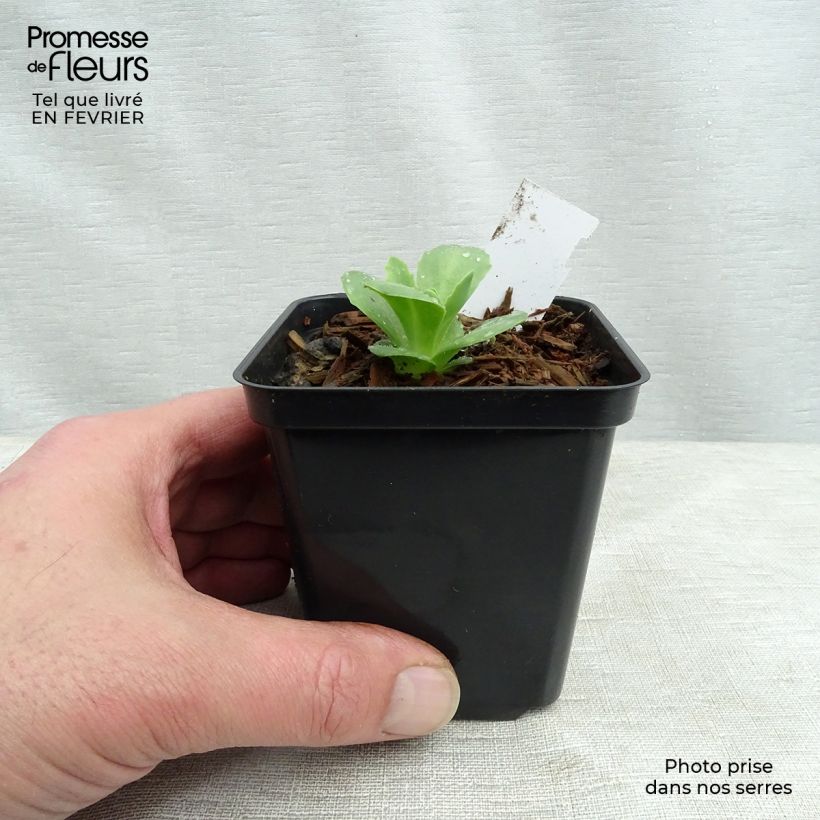 Sedum spectabile Carl - Telefío Maceta de 8/9 cm Ejemplar entregado en invierno