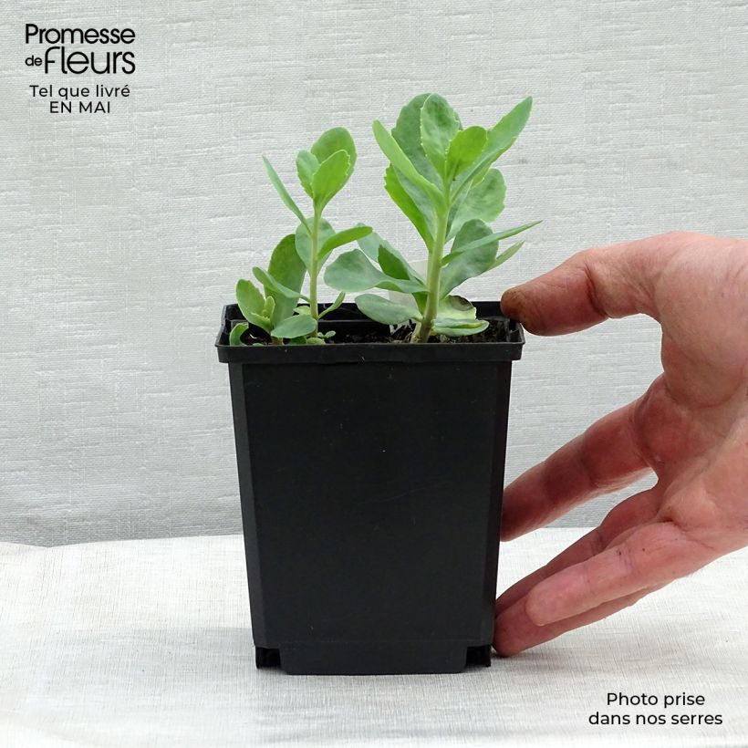 Sedum spectabile Carl - Telefío Maceta de 8/9 cm Ejemplar entregado en la primavera