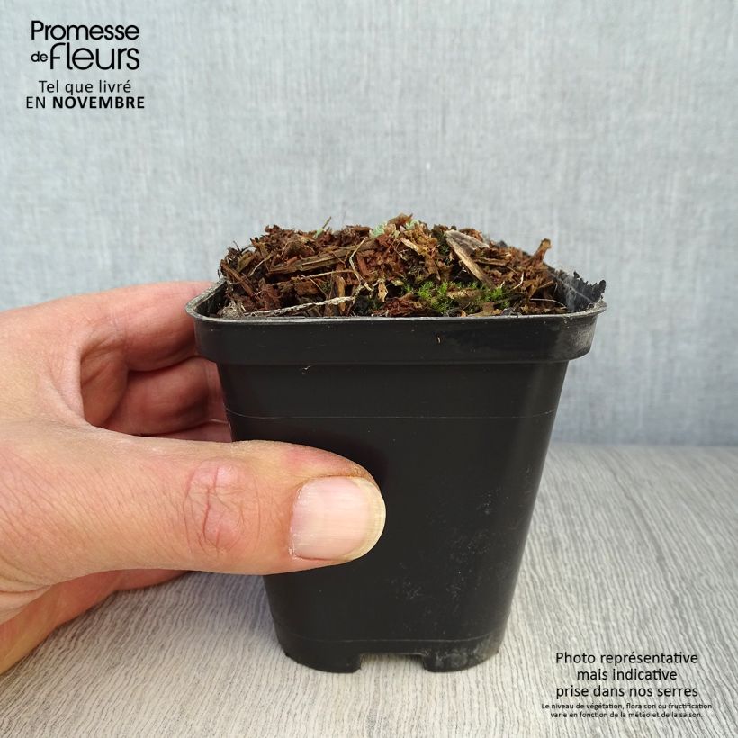 Ejemplar de Sedum spectabile Carl - Telefío Maceta de 8/9 cm entregado en otoño