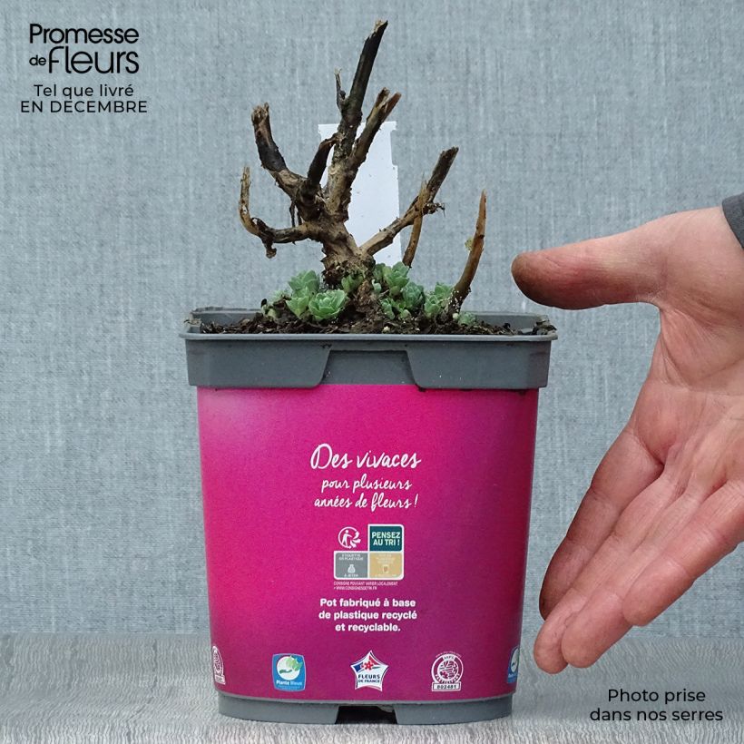 Sedum spectabile Carl - Telefío Maceta 2L/3L Ejemplar entregado en invierno