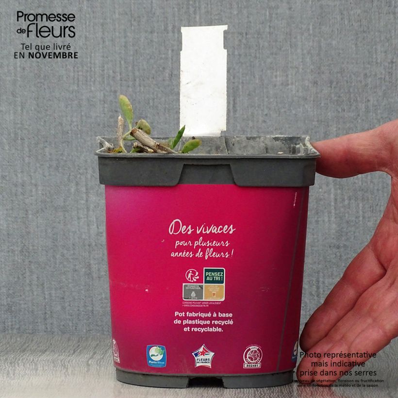 Ejemplar de Sedum spectabile Carl - Telefío Maceta 2L/3L entregado en otoño